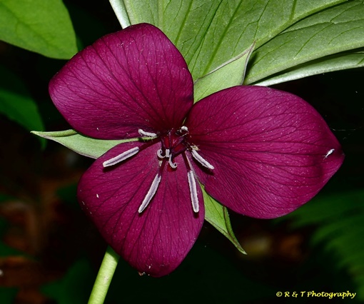 {Trillium vaseyi}